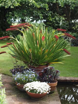 Xeronema callistemon 