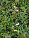 ABELIA x grandiflora 'Dwarf White'