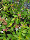 ABELIA x grandiflora 'Francis Mason'