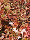 Abelia x grandiflora 'Sunshine Daydream' e-pvr