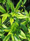 AUCUBA japonica 'Salicifolia'