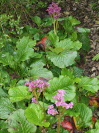 Bergenia cordifolia 