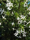 BOUVARDIA longiflora 'Humboldtii'