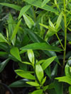 Brunfelsia undulata 'White Caps'