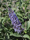 BUDDLEJA fallowiana 'Lochinch'