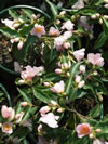 Camellia hybrid 'Baby Bear'