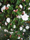 Camellia sasanqua 'Cinnamon Cindy'