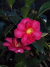 Camellia sasanqua 'Hiryu'