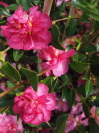 Camellia sasanqua 'Sparkling Burgundy'