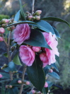 CAMELLIA hybrid 'Spring Festival'
