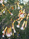 Cantua pyrifolia 