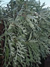 CUSSONIA paniculata 