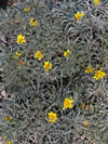Dymondia margaretae 