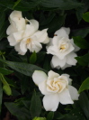 Gardenia augusta 'Radicans'
