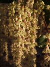 Garrya elliptica 'James Roof'