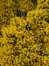 GENISTA tinctoria 'Yellow Imp'