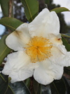 Gordonia yunnanensis 'Moonlight Magic'
