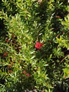 Grevillea thelemanniana ssp obtusifolia 'Gingin gem'