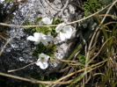 HEBE macrantha. var. brachyphylla