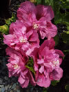 Hibiscus syriacus 'Leopoldii'