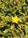 HYPERICUM calycinium 