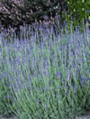 LAVANDULA pinnata 'Sidonie'