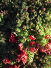 LESCHENAULTIA formosa 'Prostrate Red'