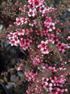 Leptospermum scoparium 'Huia'