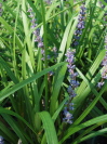 Liriope muscari 'Blue Skies'