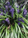 LIRIOPE muscari 'Royal Purple'