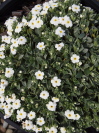 Myosotis colensoi 