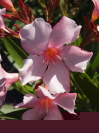 NERIUM oleander 'Punctatum'