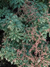 PIERIS japonica 'Little Heath'