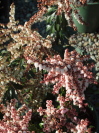 Pieris japonica 'Valley Rose'
