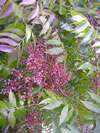 Pistacia chinensis 