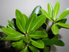 PITTOSPORUM  