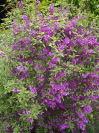 PROSTANTHERA ovalifolia 'Variegata'