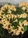 Rhododendron vireya 'Just Peachy'