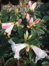 Rhododendron  'Princess Alice'
