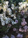 SYRINGA xpersica 