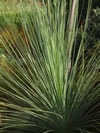 Xanthorrhoea australis 