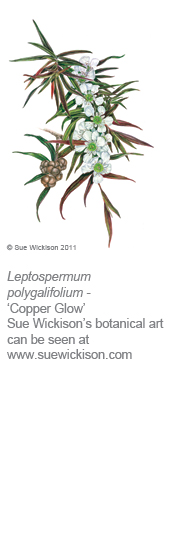 Leptospermum
